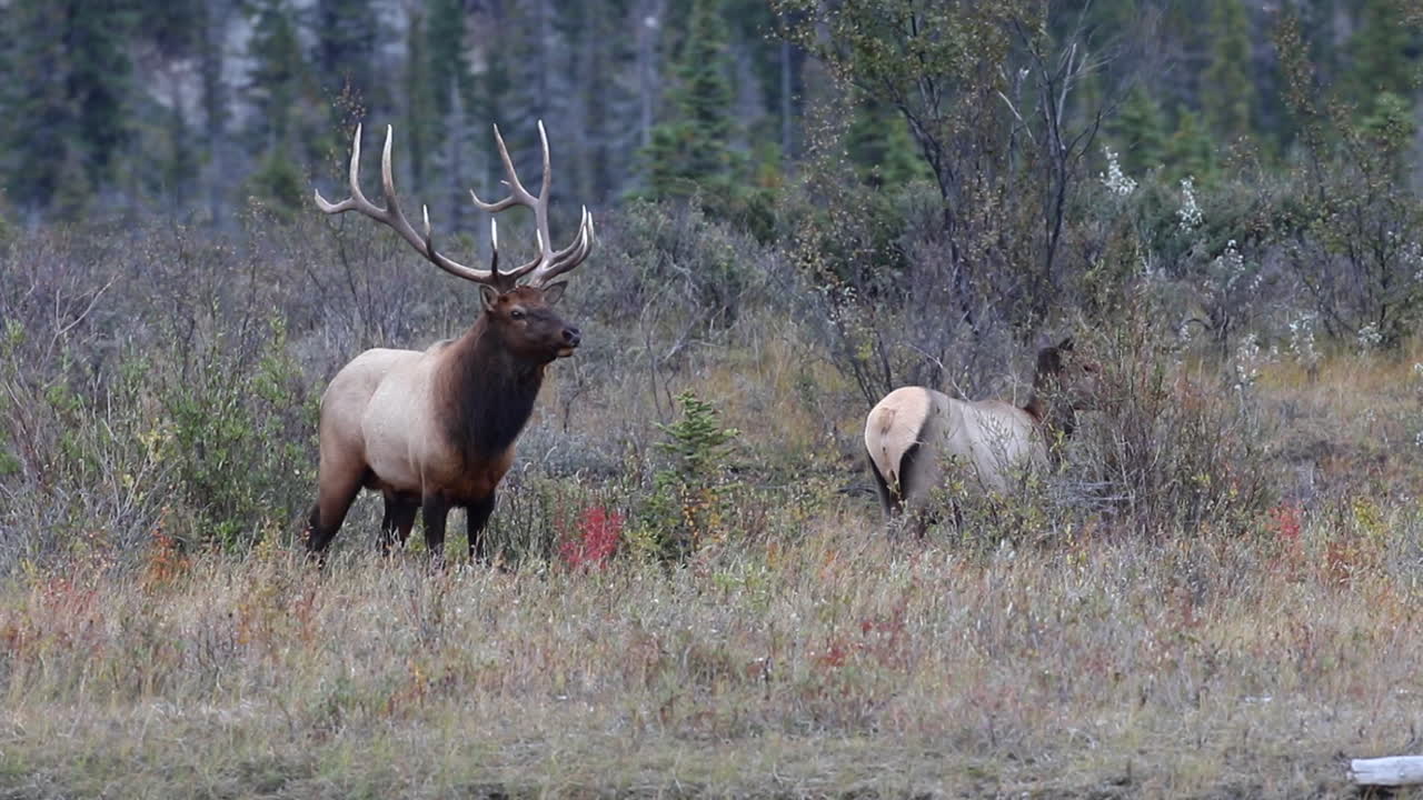 틀에 박힌, 재스퍼 국립 공원, 캐나다, 정적을 닫는 동안 풀밭에 함께 서 있는 큰 황소의 경치 좋은 전망
