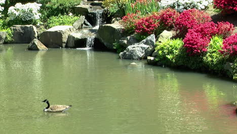 Un-Ganso-De-Canadá-Flota-En-Un-Estanque-En-Un-Jardín-Japonés