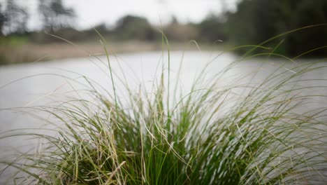 Schilf,-Das-Am-Teich-Im-Wind-Schwingt