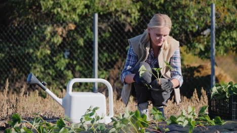 female farmer plants strawberry seedlings in her garden