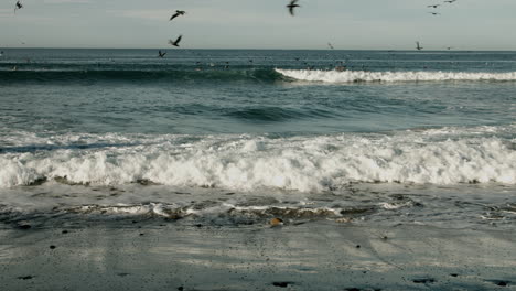 a view of the coast of southern california with brown pelicans flying in the background