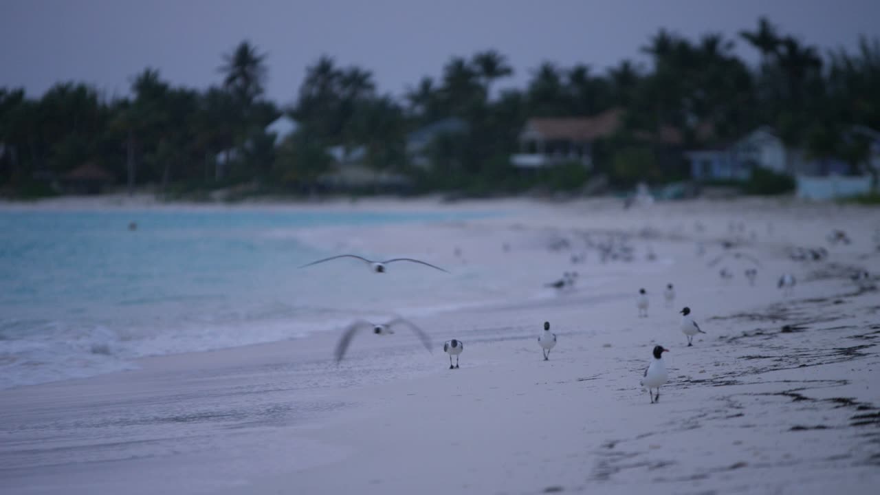 하 모래 열대 섬 해가 새벽에