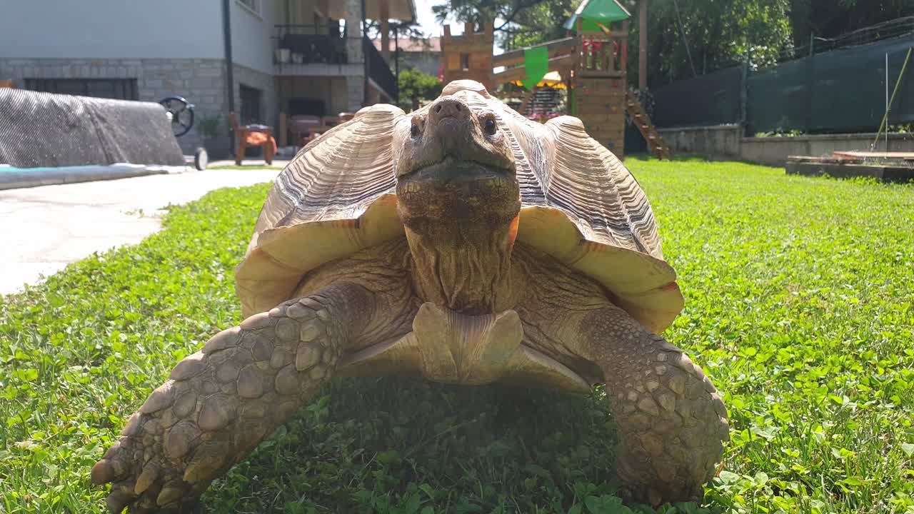 잔디 위 를 고 있는 큰 술카타 거북이 의 극단적 인 클로즈업