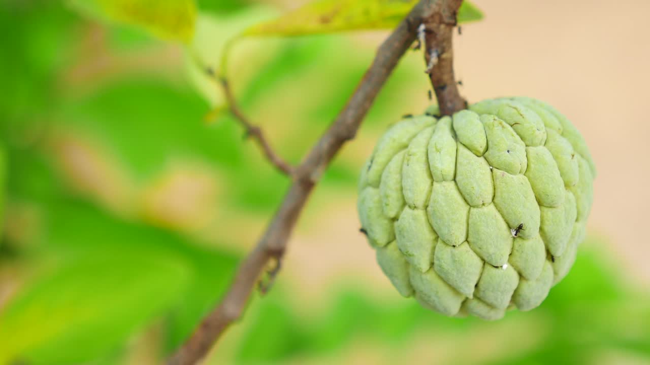 커스터드 사과 과일.