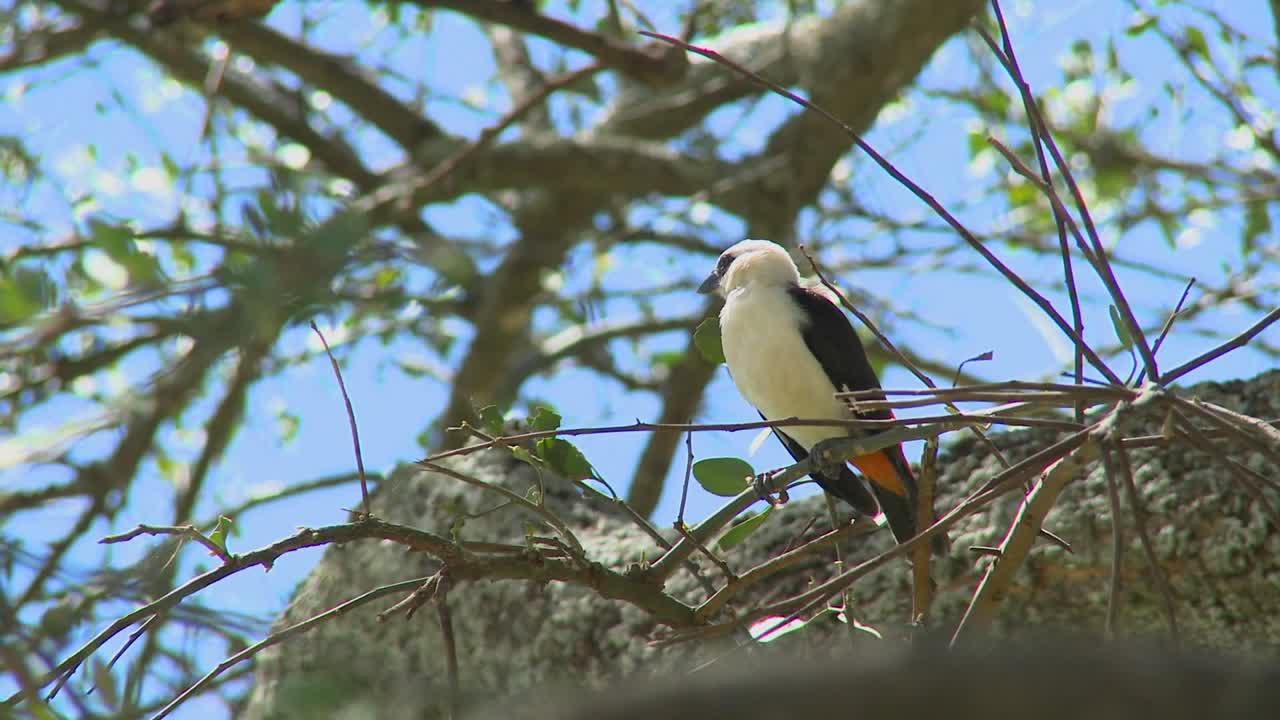 un tejedor de cabeza blanca se sienta en un árbol en áfrica 1