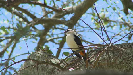 un tejedor de cabeza blanca se sienta en un árbol en áfrica 1