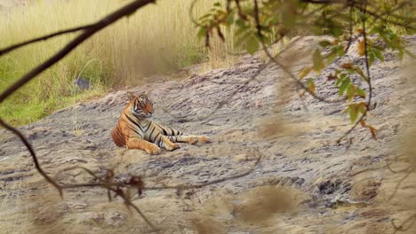 Bengal-tiger-is-a-Panthera-tigris-population-native-to-the-Indian-subcontinent.-Ranthambore-National-Park-Sawai-Madhopur-Rajasthan-India.