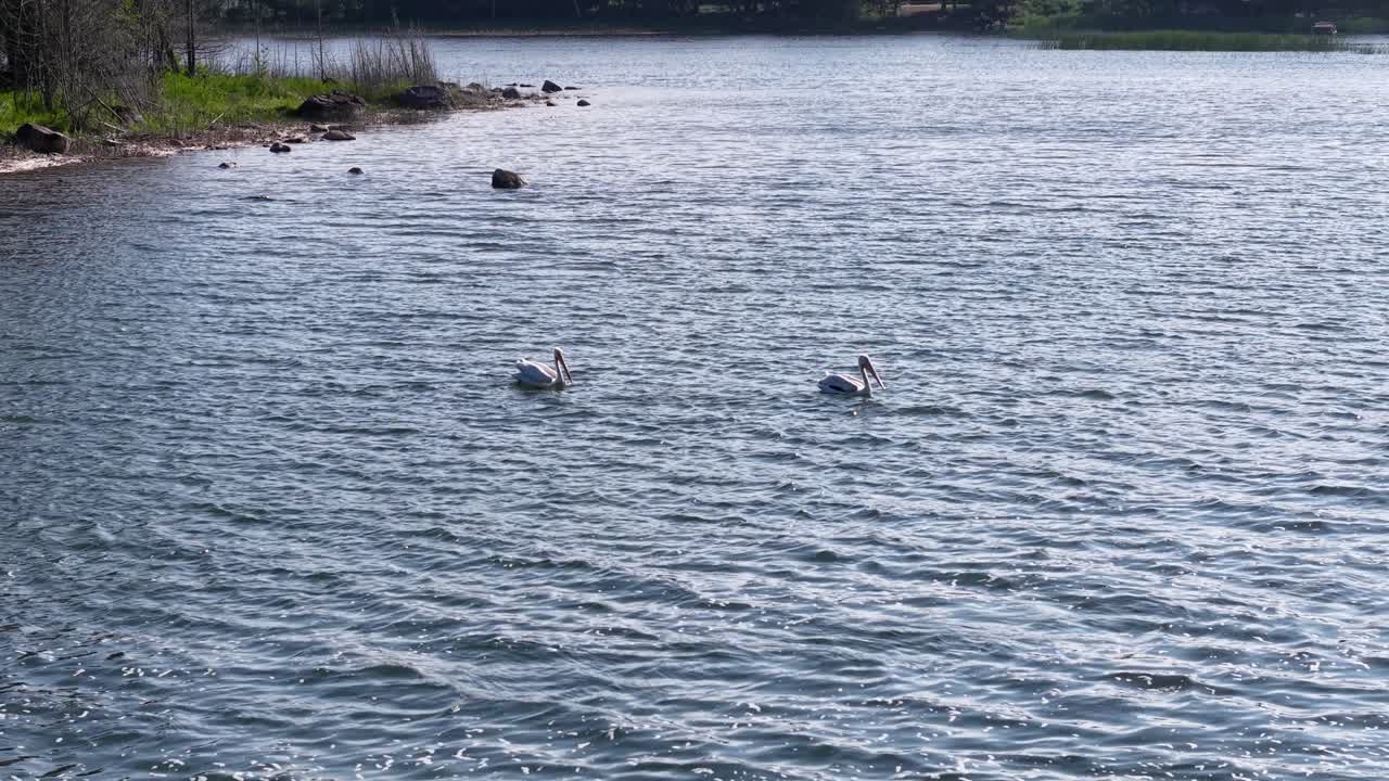Aerial drone view of a serene lakeshore with several Pelicans swimming across calm rippling waters bordered by forest in Michigan’s Upper Peninsula