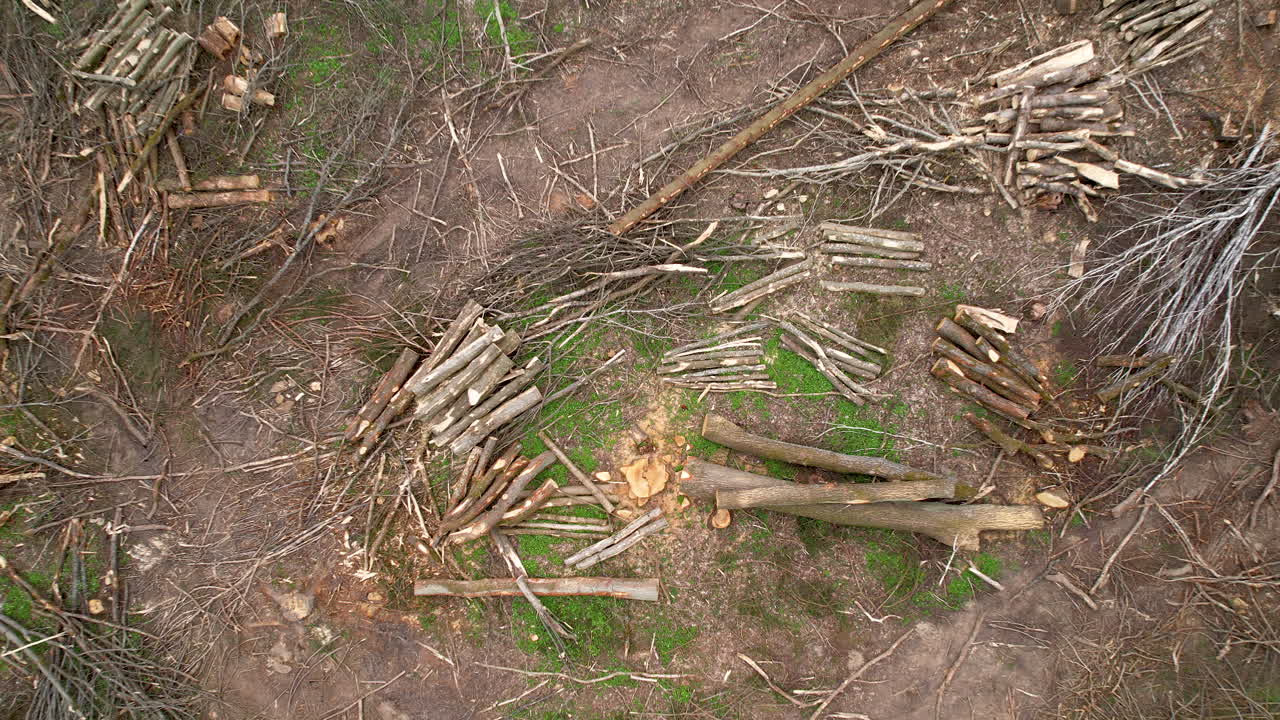 Ascending top view of wood clearing in death forest during daytime