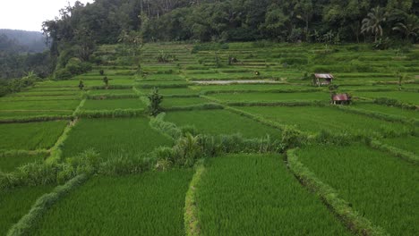 bali island aerial drone rural countryside sideman southeast asia, rice terrace