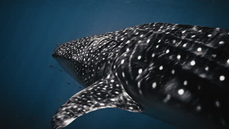 detailed sideview closeup of spotted pattern on whale shark in slow motion swimming