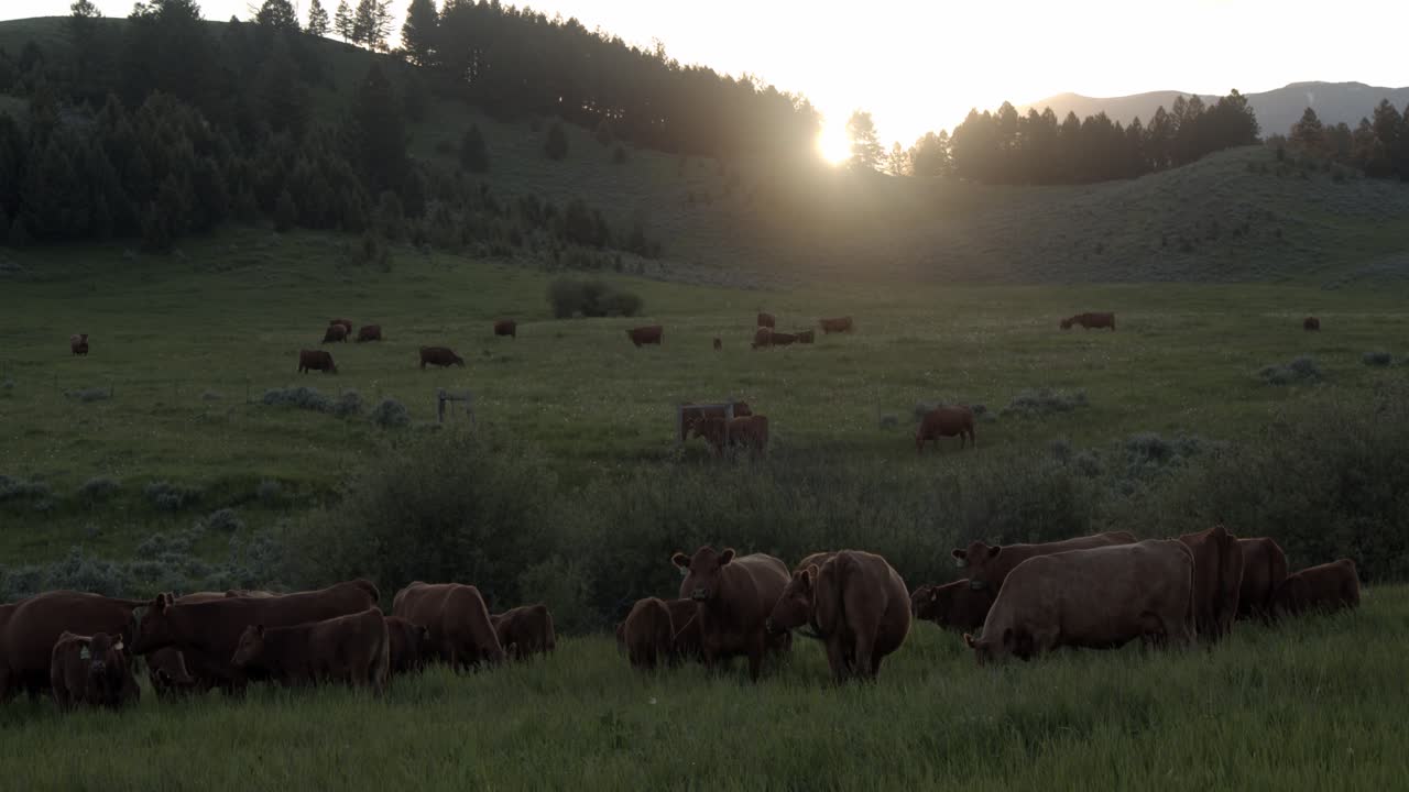Gruppo di mucche marroni al pascolo durante il tramonto in una giornata estiva