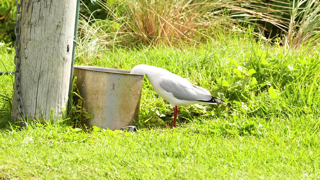 A red-billed gull interacts with its environment near a post and bucket on a sunny day