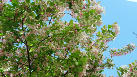 Hermosa-Vista-Del-árbol-De-Sakura-Contra-El-Cielo.-Flores-De-Cerezo-Floreciendo-En-El-Jardín