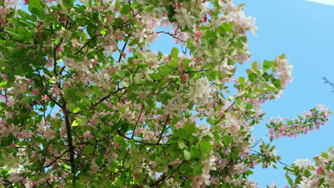 Beautiful sakura tree view against sky. Cherry flowers blossoming in garden