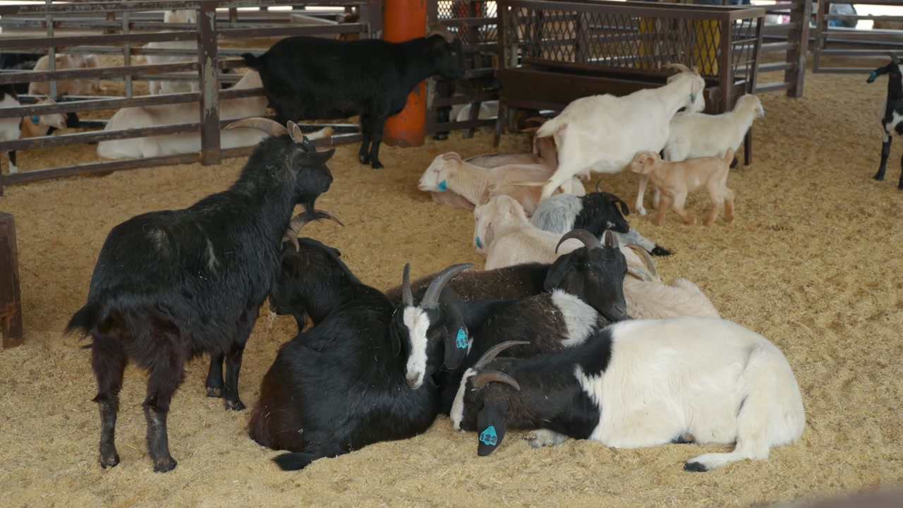 Black and white goats resting together in large group on sawdust floor inside farm enclosure