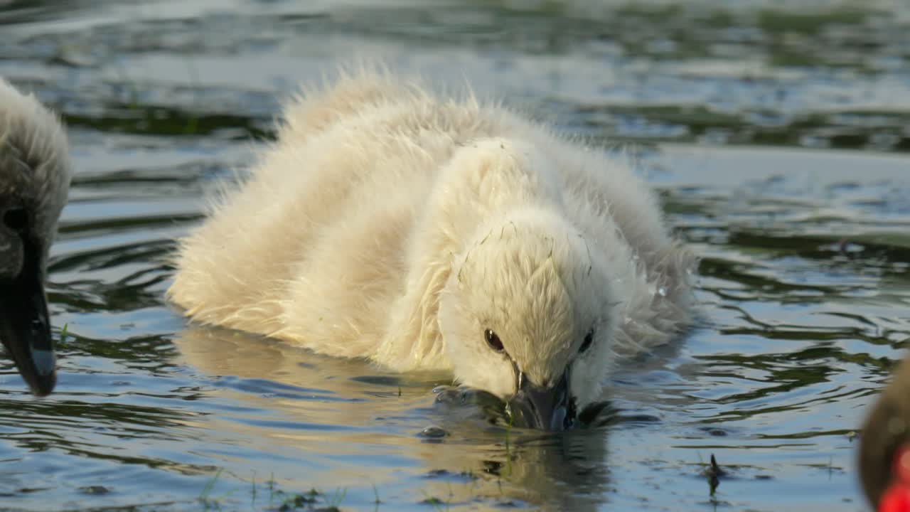 el bebé cisne negro se alimenta de plantas acuáticas en cámara lenta en primer plano