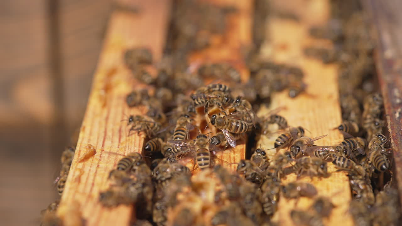 Natural organic honey bees making. Close up of agriculture beekeeping.