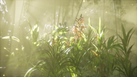 Niebla-Sobre-El-Río-Temprano-En-La-Mañana-En-Un-Día-De-Verano