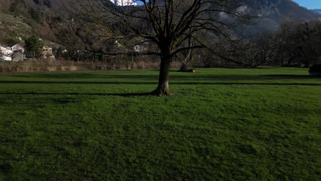 slow panning shot of a tree on a green field in walensee, switzerland