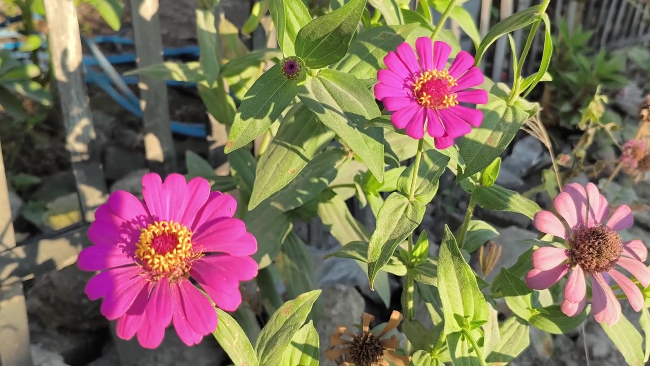 Vivaci fiori di zinnia rosa che sbocciano in un giardino soleggiato