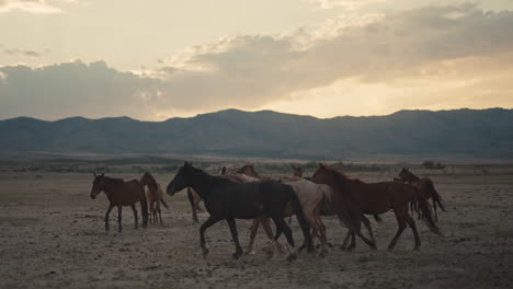 wild horses at sunset