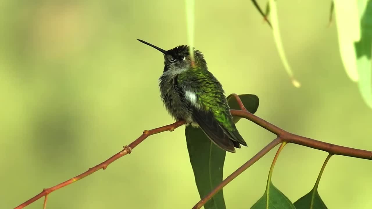 el colibrí de caliopa verde chirriando mientras se alza en un árbol en california