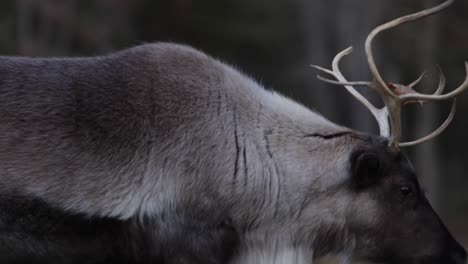 reindeer walking side profile rolling camera paralax look