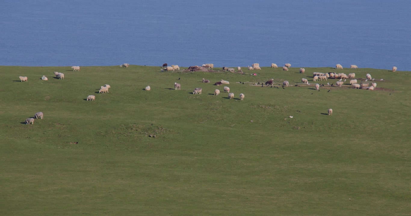 Ampia inquadratura di pecore sui versanti settentrionali della cima di Great Orme