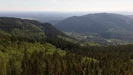 Beautiful-aerial-view-flying-over-dense-evergreen-forest-from-mountain-top-in-Issaquah,-Washington-State