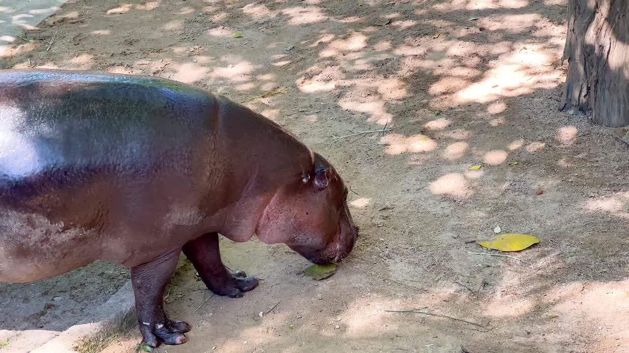 동물원 에서 서식지 를 탐사 하는 피그미 히포