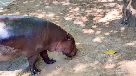 hipopótamo pigmeo explorando su hábitat en el zoológico