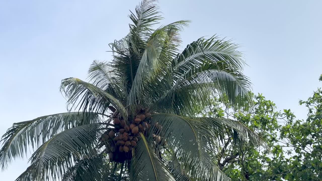 Low angle shot of a coconut palm tree with green fronds swaying against clear sky