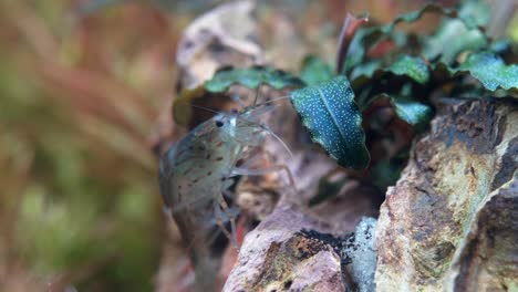 macro primer plano de camarón transparente con patas en movimiento en agua clara del acuario