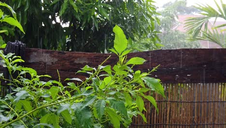 slow mo of plant moving under raining season in 1080 at 120 frame per second.