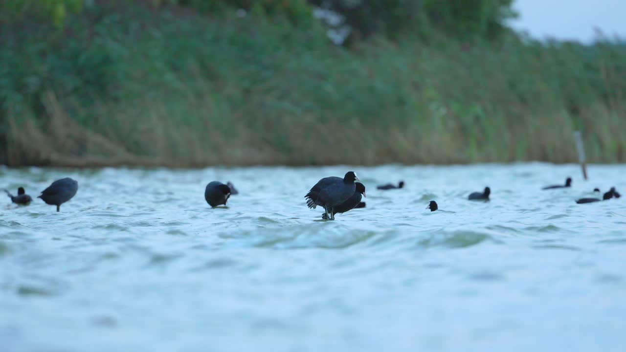 en el río elk, donde las aguas brillan, se paran patos negros en un sueño silencioso