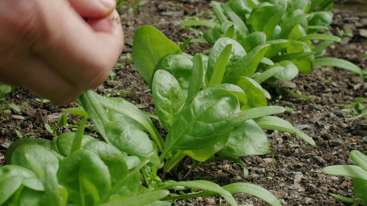 manos cosechando hojas frescas de espinaca de una hilera de plantas de cosecha propia
