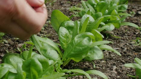 hands harvesting fresh spinach leaves from homegrown row of plants