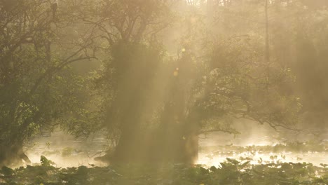 foggy morning sunrise in everglades swamp pond with sunbeams shining through pond apple trees and lily pads
