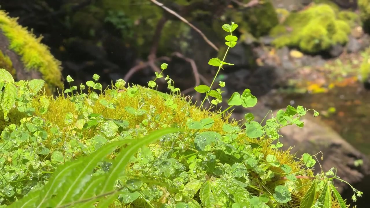 Dew Covered Moss and Small Green Plants in Forest
