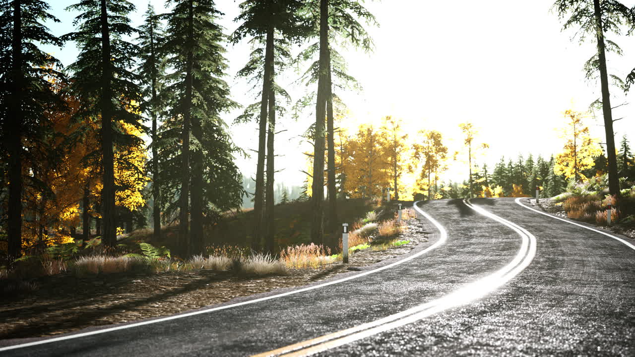 camino del bosque bajo los rayos del sol al atardecer