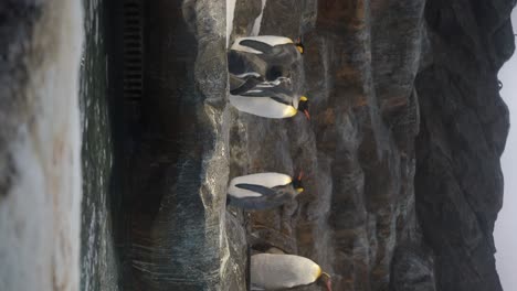 multiple penguins in a rocky enclosure