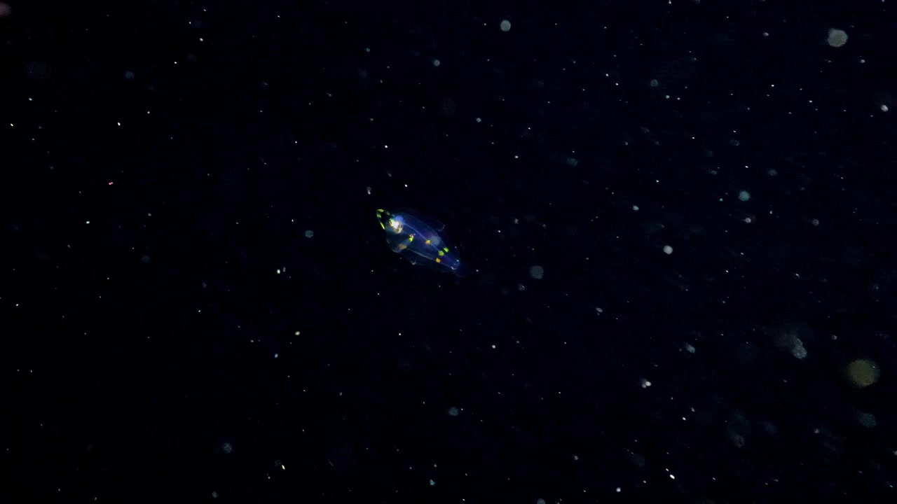 Close-up of a wide-eyed flounder larva featuring a distinctive long dorsal appendage while swimming through the dark open ocean at night