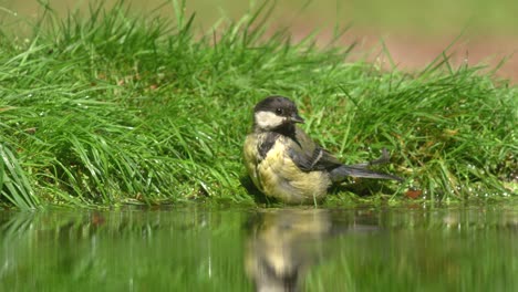 Niedrige-Nahaufnahme-Einer-Kohlmeise,-Die-An-Einem-Hellen-Sonnigen-Tag-Am-Grasbewachsenen-Rand-Eines-Teiches-Badet-Und-Dann-Davonfliegt,-Zeitlupe