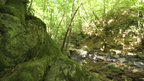 árboles-Cubiertos-De-Musgo-Y-Piedras.