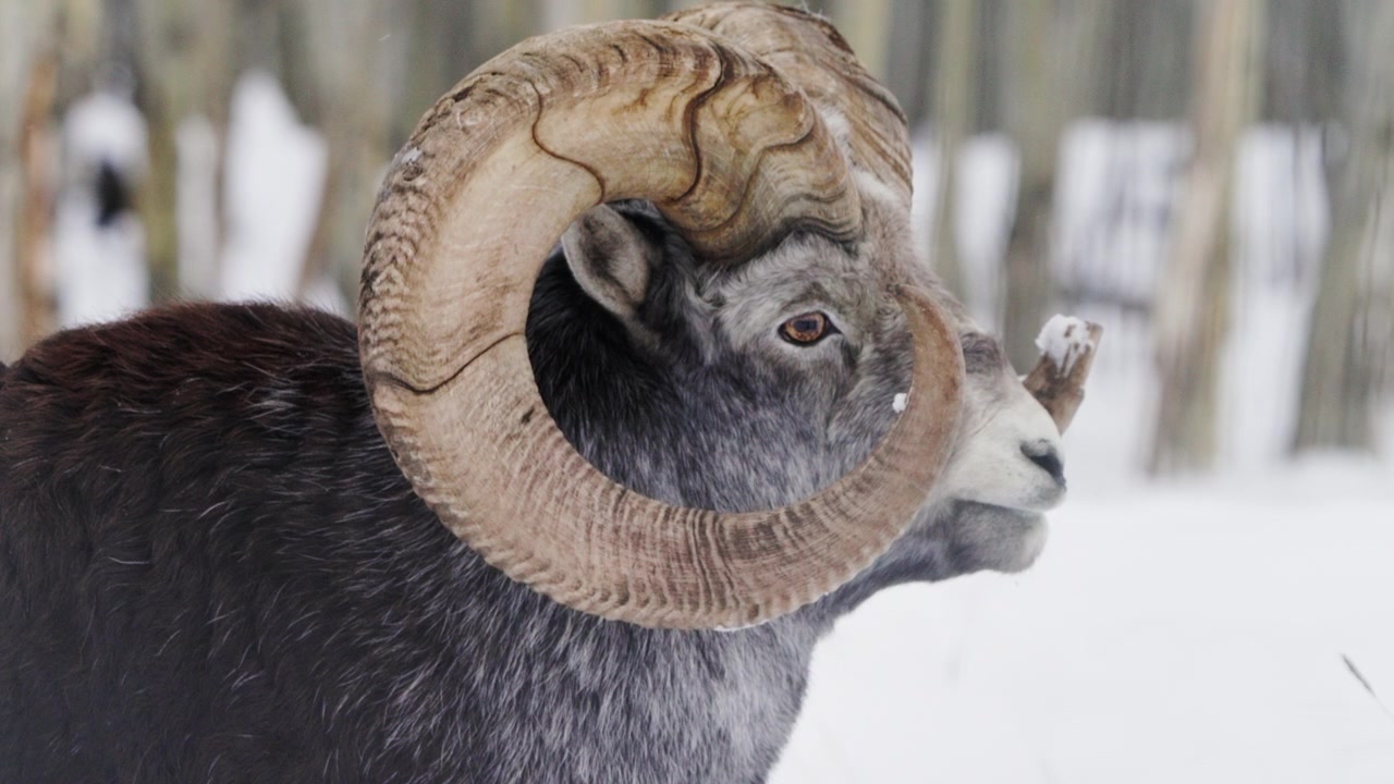 Close Up Of Male Stone Sheep In Whitehorse, Canada During Winter