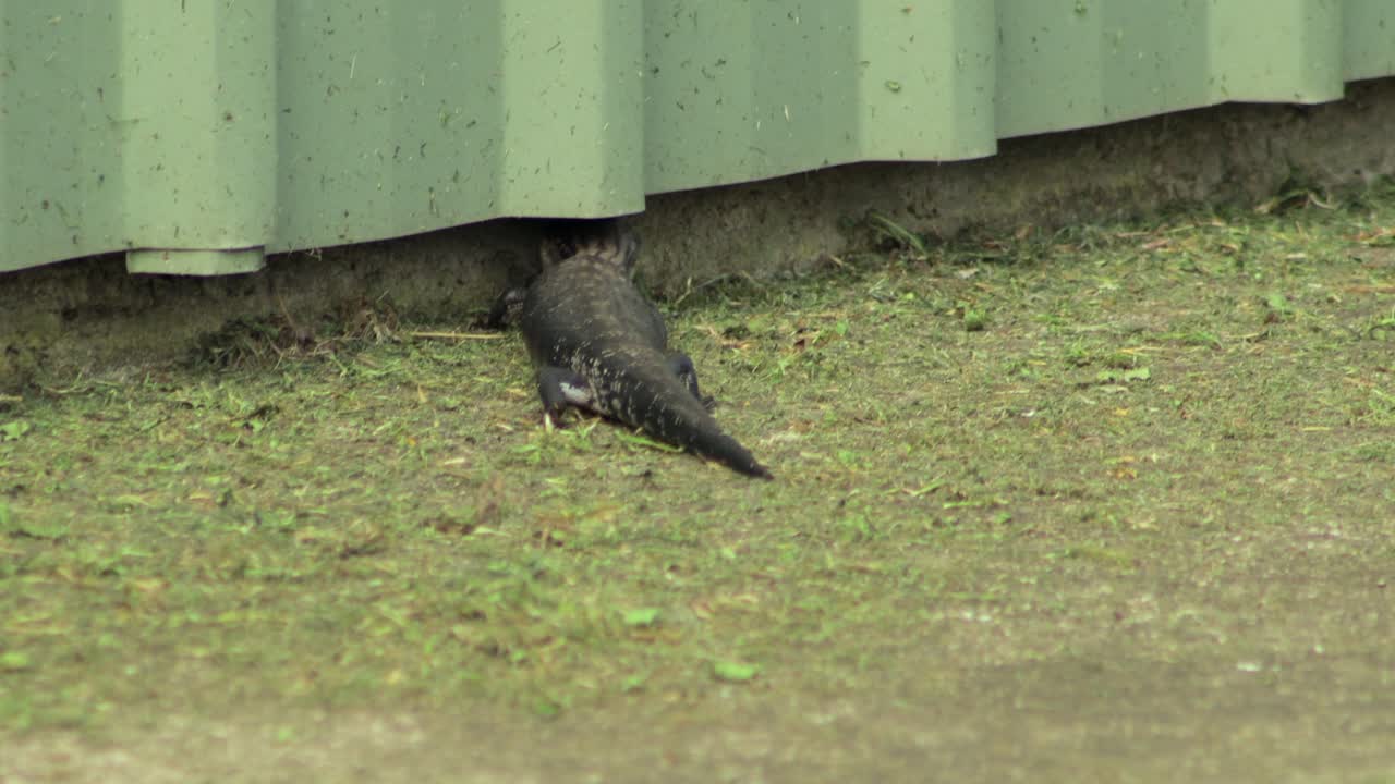 파란 혀 도마이 창고로 기어 들어갑니다.