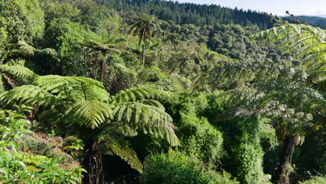 Luftflug-über-Große-Farnbaumplantage-Im-Waimangu-Nationalpark-Bei-Sonnenlicht