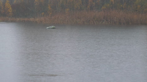 Statischer-Blick-Auf-Den-See-Und-Die-Ufer-Mit-Schilf