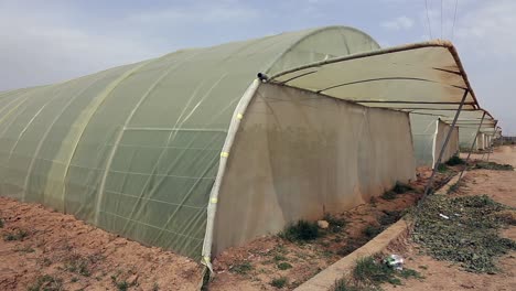 agricultural in greenhouses and drip irrigation